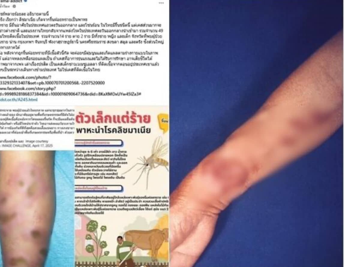 Смертельная тропическая москитная муха стоит за смертельными случаями лихорадки в Таиланде