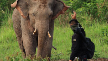 Солдату, который подошел с ножом к дикому слону, будут предъявлены обвинения