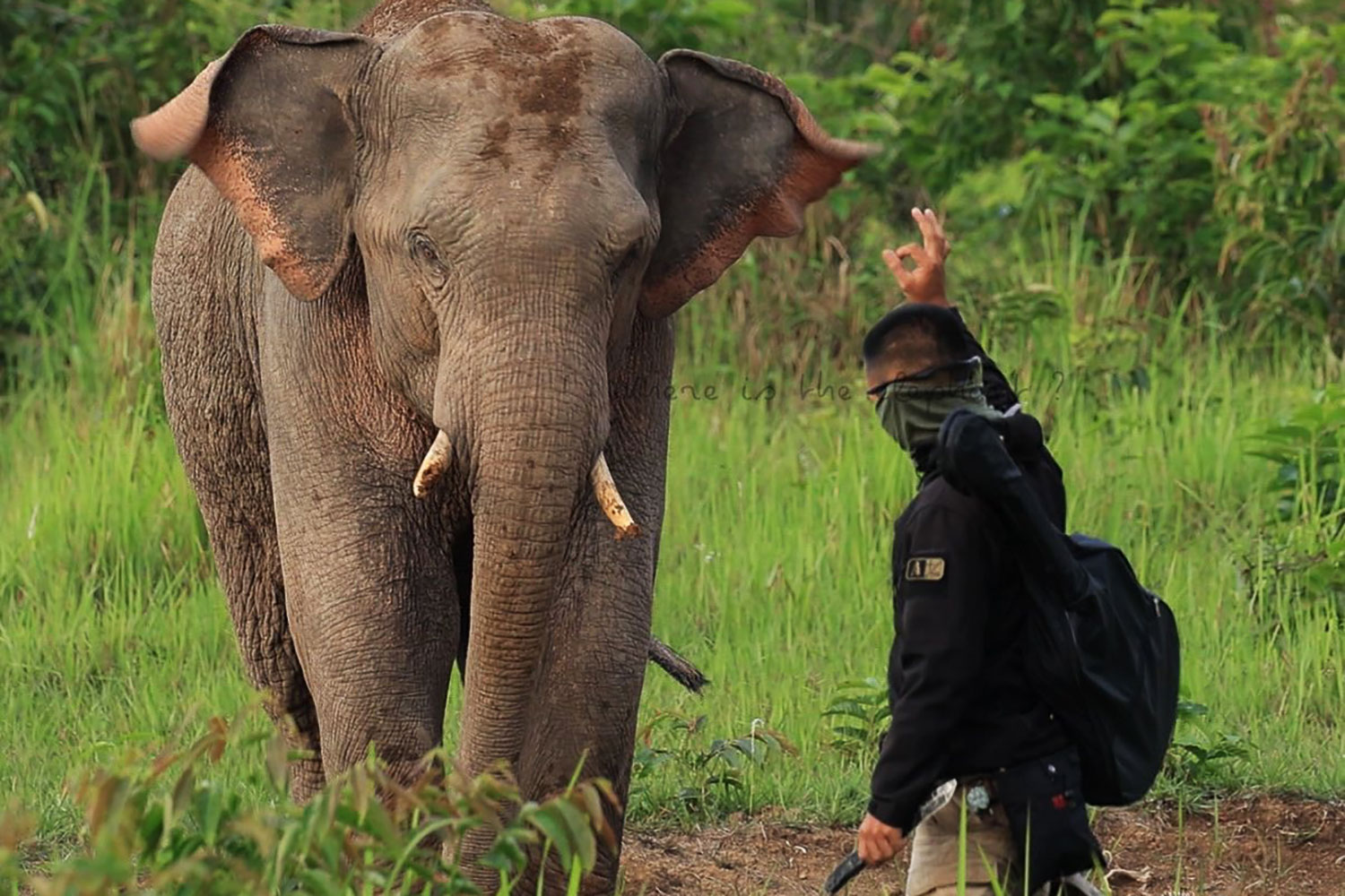 Солдату, который подошел с ножом к дикому слону, будут предъявлены обвинения