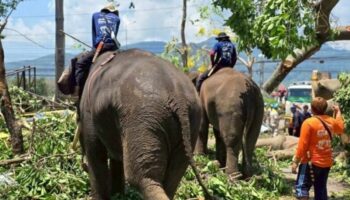 Спасательные слоны помогают в ликвидации последствий шторма в Чиангмае