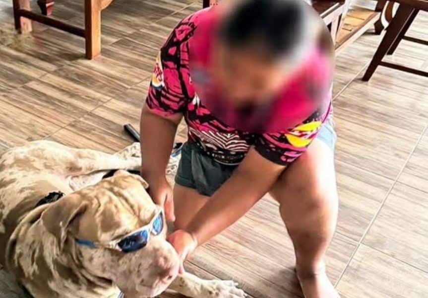 Спасенный питбулем таец растерзал женщину, которая дала собаке второй шанс