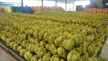 Таиланд настаивает на упрощении процесса экспорта дуриана в Китай