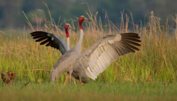 Таиландские журавли сарус прибывают во Вьетнам для сохранения