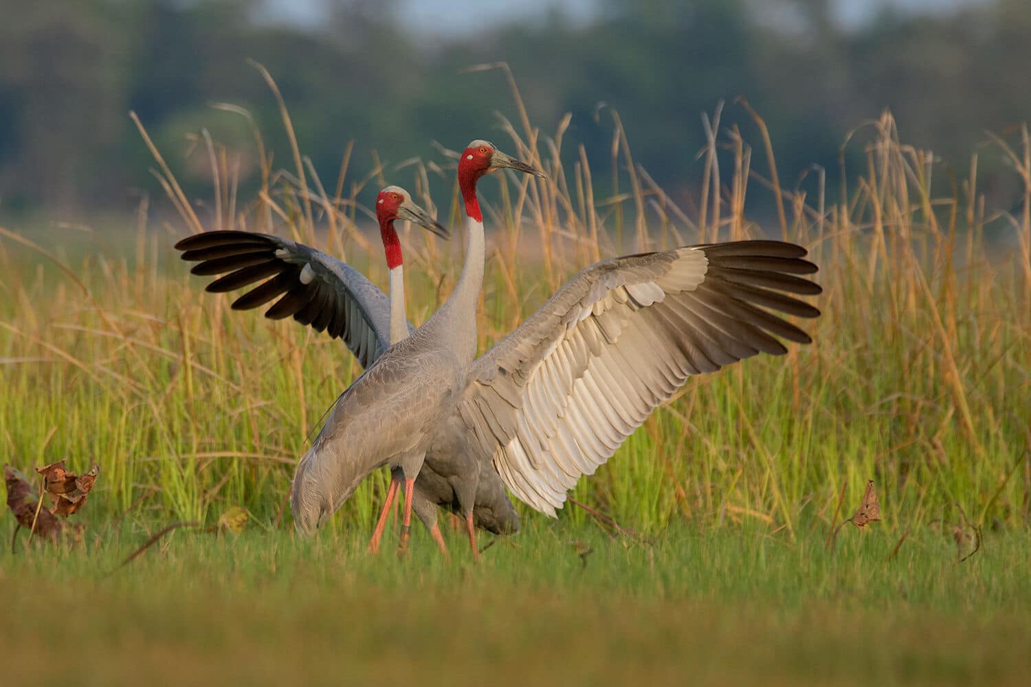 Таиландские журавли сарус прибывают во Вьетнам для сохранения