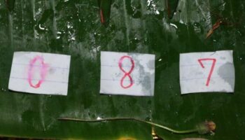 Таинственный паук предсказывает лотерейные номера в Анг Тхонге