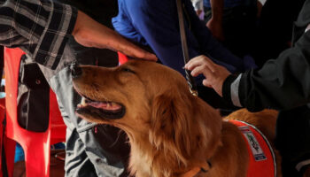 Тайские поисковые собаки переходят от обнюхивания к успокоению на месте обрушения башни