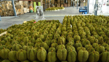 Экспорт дуриана в Китай сталкивается с трудностями