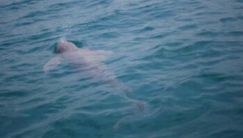 17 дельфинов Иравади остались в озере Сонгкхла на фоне кризиса вымирания