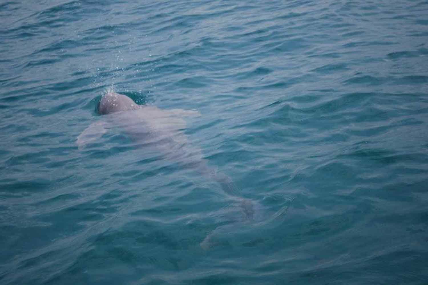 17 дельфинов Иравади остались в озере Сонгкхла на фоне кризиса вымирания