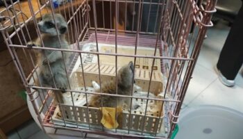 27 животных изъяты, 2 арестованы в аэропорту Бангкока из-за укуса дикой природы