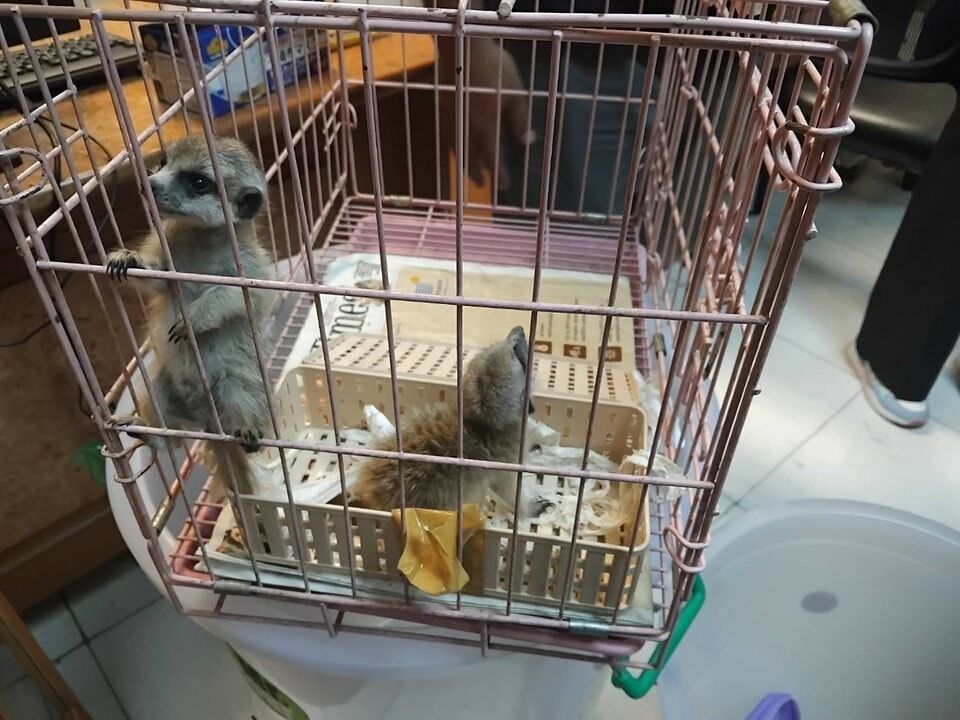 27 животных изъяты, 2 арестованы в аэропорту Бангкока из-за укуса дикой природы