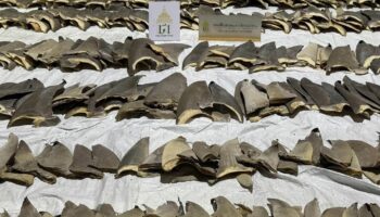 400 акульих плавников изъято при крупном задержании контрабандистов в аэропорту Бангкока