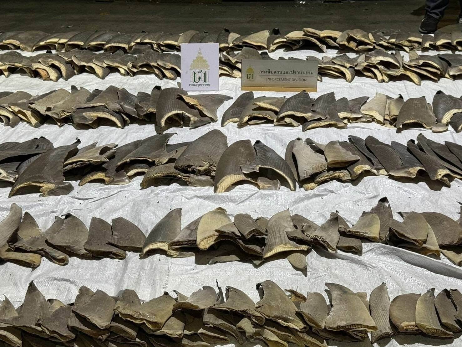 400 акульих плавников изъято при крупном задержании контрабандистов в аэропорту Бангкока