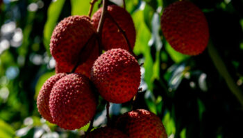 Будьте осторожны! Фрукты Таиланда обладают особым отношением