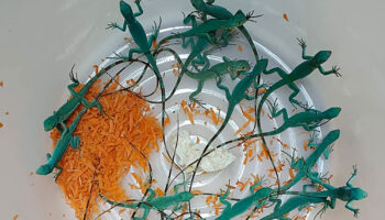 В аэропорту Суварнабхуми поймали контрабандистов дикой природы