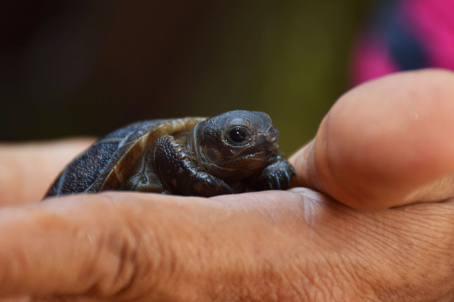 В зоопарке Корат появились первые в Таиланде детеныши гигантской черепахи Альдабра