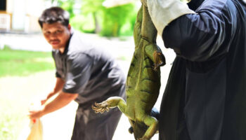 В Лопбури пойманы 94 свободно передвигающиеся игуаны