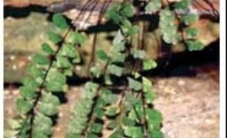 В национальном парке Фу Крадуенг обнаружены новые виды растений