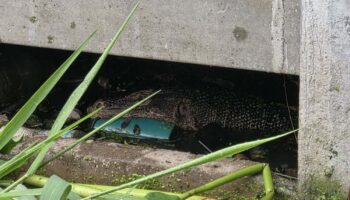 В Самут-Пракане видели, как варан питался телом ребенка