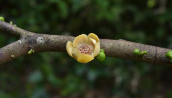 В Сурат-Тани обнаружены новые породы деревьев