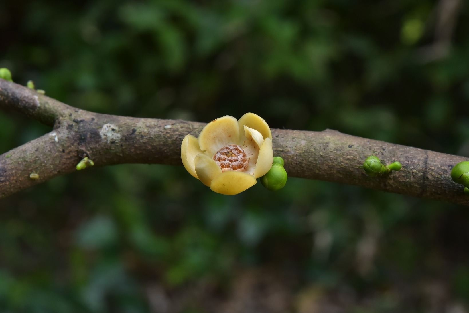 В Сурат-Тани обнаружены новые породы деревьев