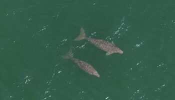 В таиландской провинции Краби замечен новый дуэт дюгоней