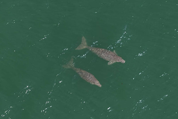 В таиландской провинции Краби замечен новый дуэт дюгоней