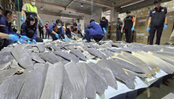 В ходе операции по контрабанде между Таиландом и Китаем изъято 400 акульих плавников