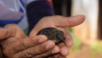 Время выхода из скорлупы: в зоопарке Корат вылупляются гигантские черепахи