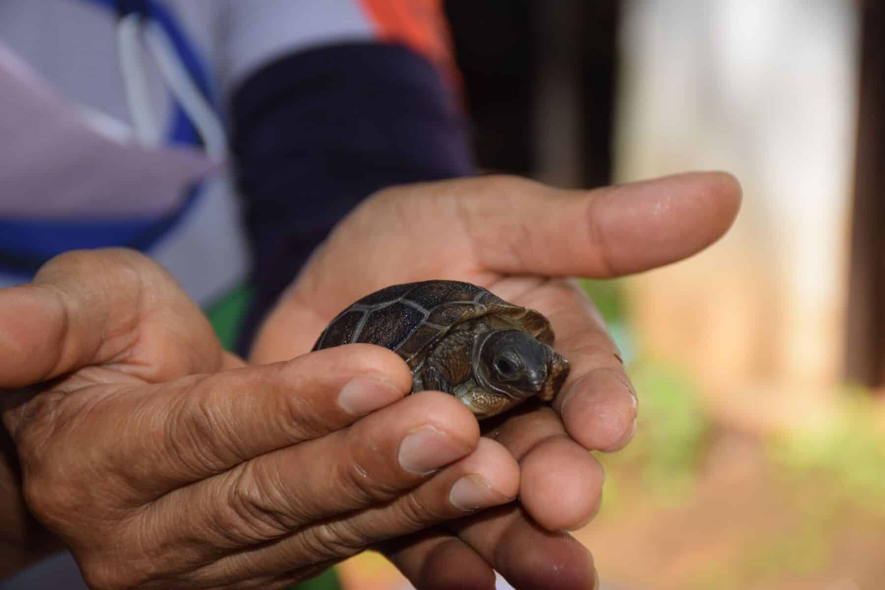 Время выхода из скорлупы: в зоопарке Корат вылупляются гигантские черепахи