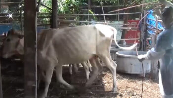 Второй человек скончался в результате вспышки сибирской язвы в Мукдахане