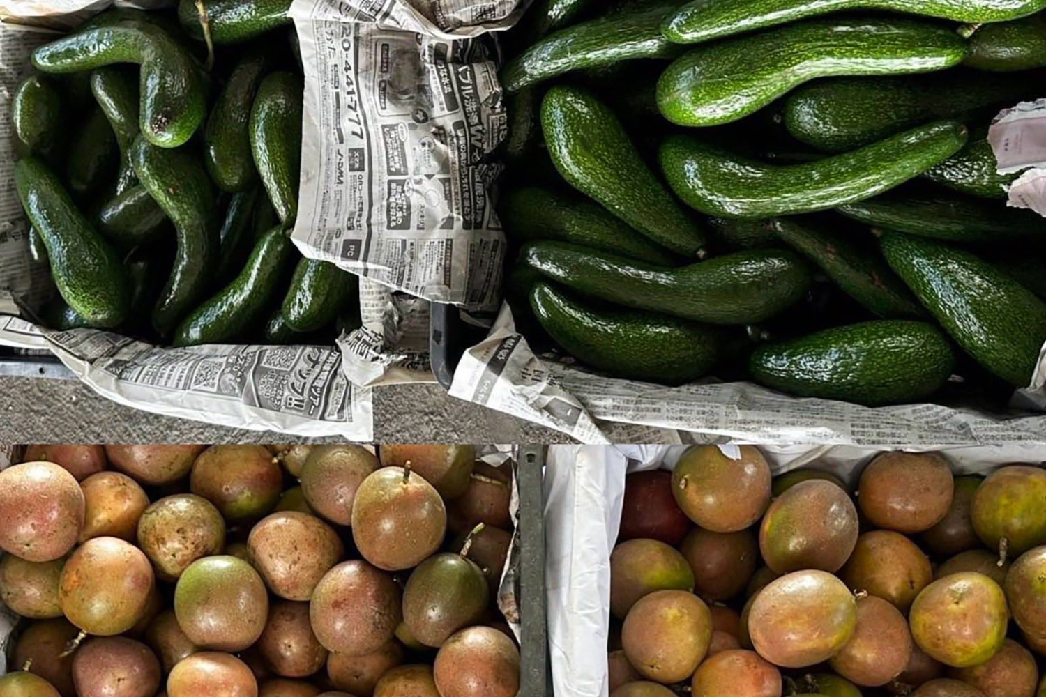 Вьетнамского бизнесмена поймали на контрабанде авокадо в Таиланде