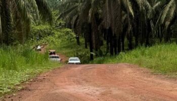 Жители Чумпхона протестуют против незаконной заготовки пальмового масла в заповедном лесу