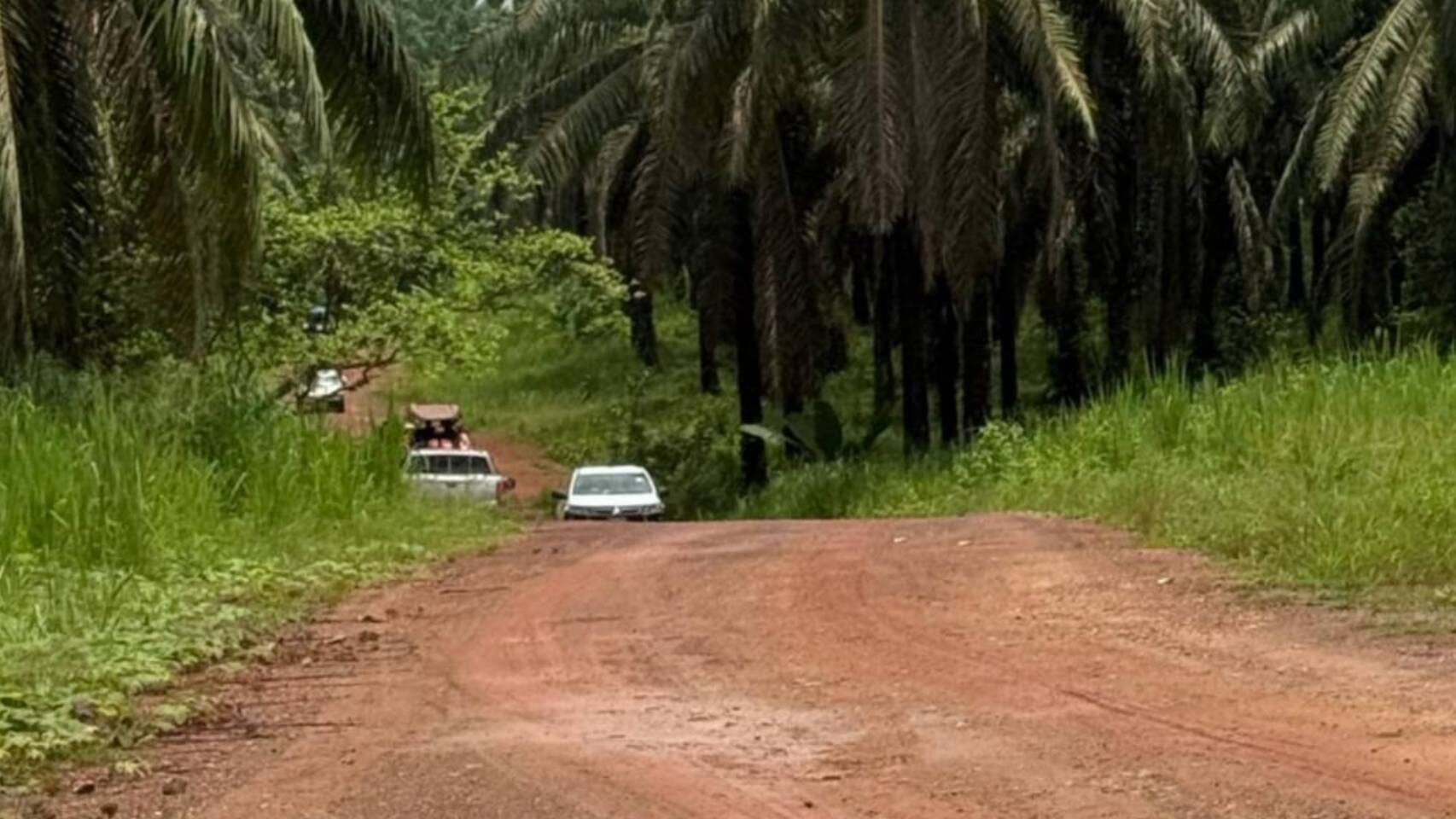Жители Чумпхона протестуют против незаконной заготовки пальмового масла в заповедном лесу