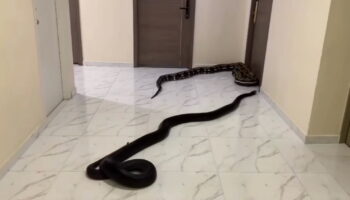 Змей выпустили в коридор кондоминиума в знак протеста против шумной собаки