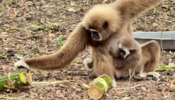 Зоопарк Паттайи готовит ледяные угощения, чтобы спастись от жары