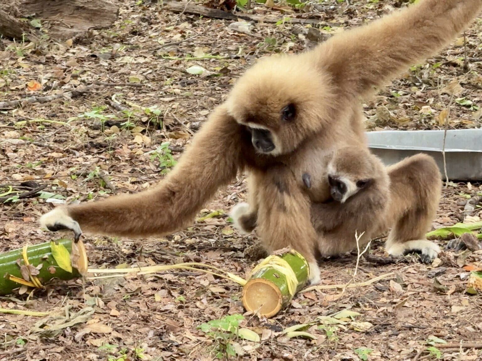 Зоопарк Паттайи готовит ледяные угощения, чтобы спастись от жары