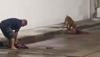 Иностранец вызвал возмущение после того, как питбули убили домашнюю собаку в Паттайе