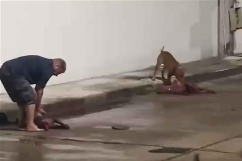 Иностранец вызвал возмущение после того, как питбули убили местную собаку в Паттайе