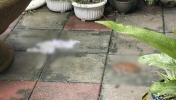 Иностранных туристов застукали за испражнением возле ресторана на Пхукете