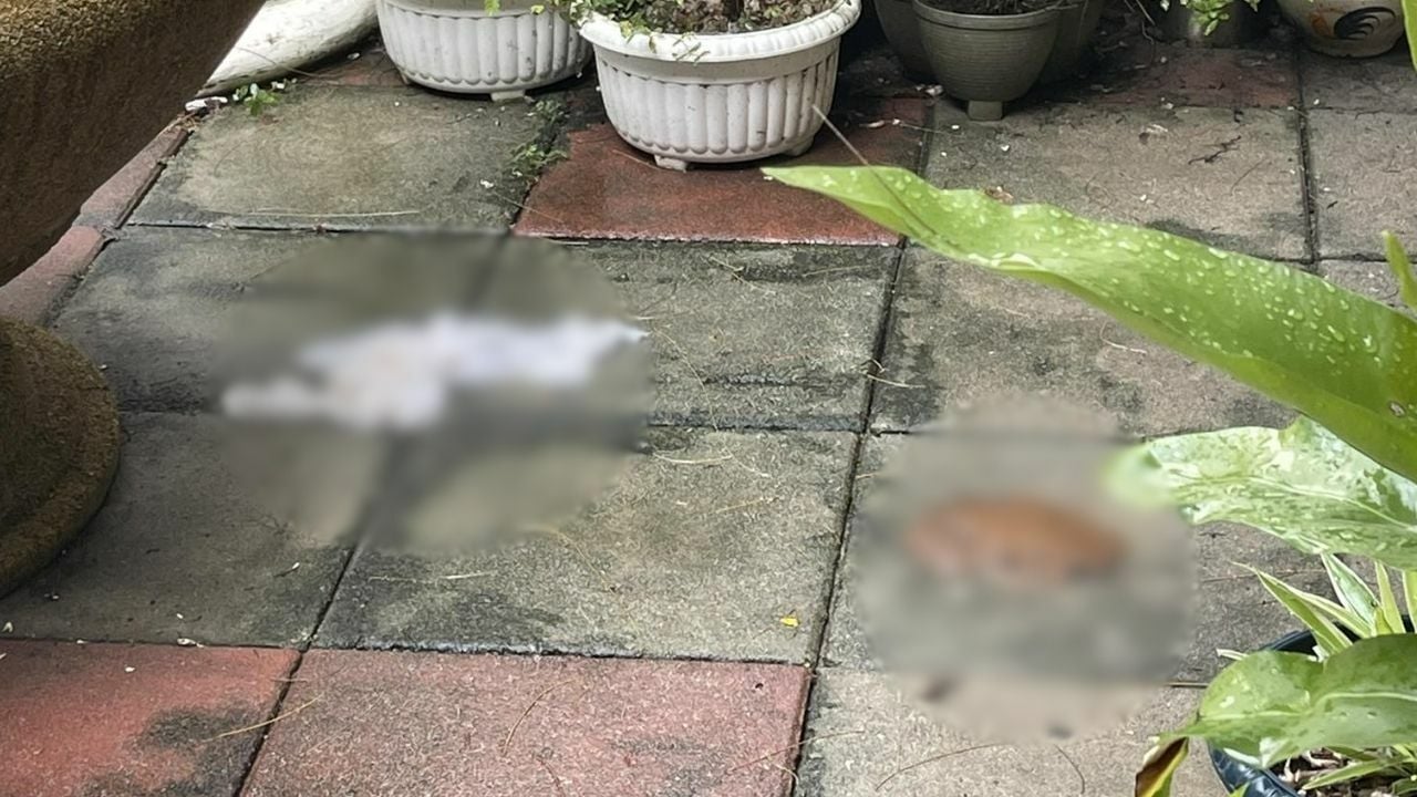 Иностранных туристов застукали за испражнением возле ресторана на Пхукете