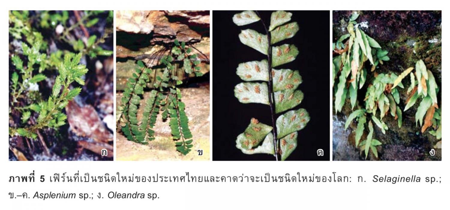 Исследователи обнаружили новые виды папоротников в парке Лоэй