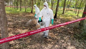 Камбоджа и Лаос запретили тайцам выращивать домашний скот из-за опасений заражения сибирской язвой