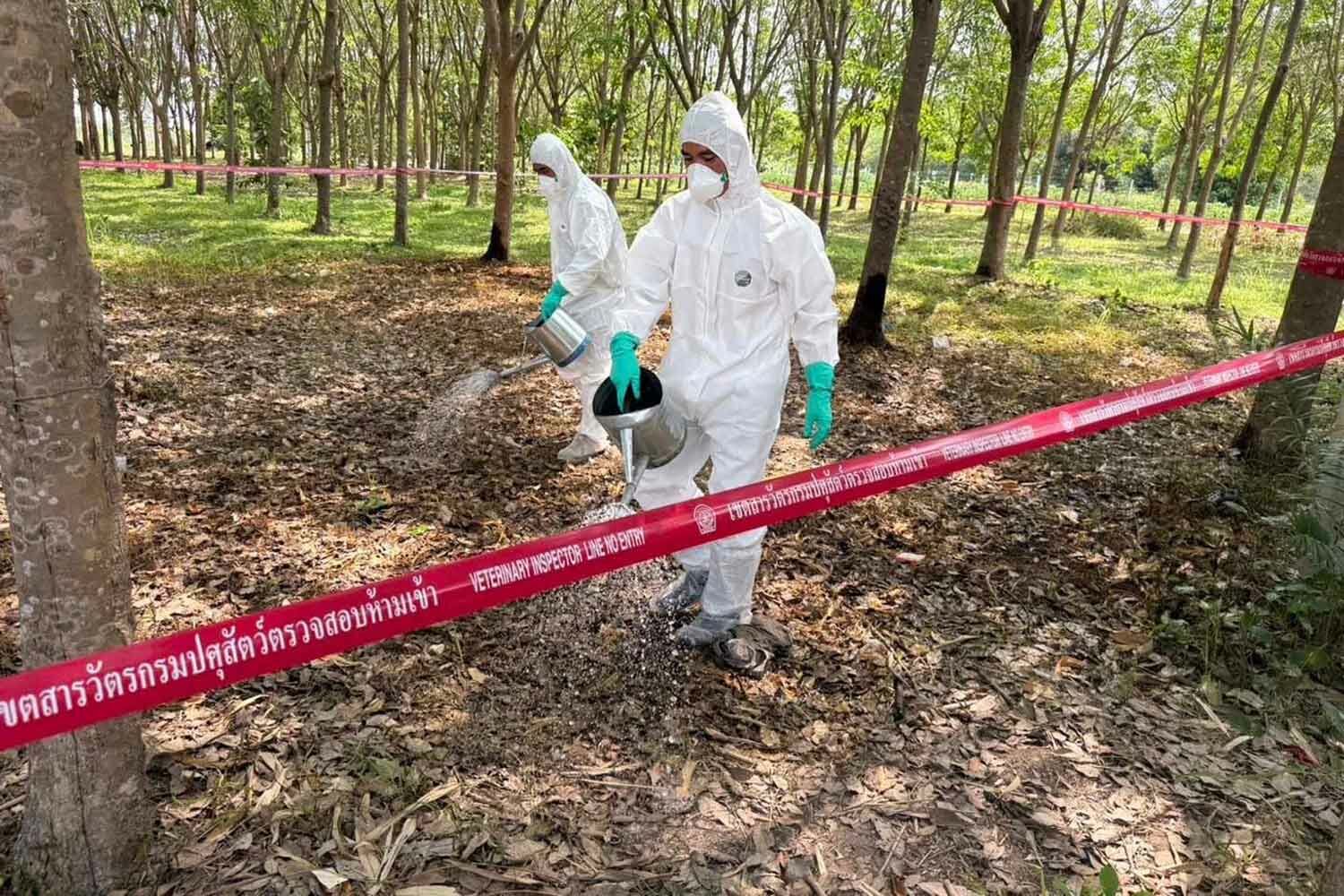 Камбоджа и Лаос запретили тайцам выращивать домашний скот из-за опасений заражения сибирской язвой