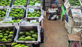 Контрабандные авокадо, заявленные как "манго", изъяты в Талад Тай