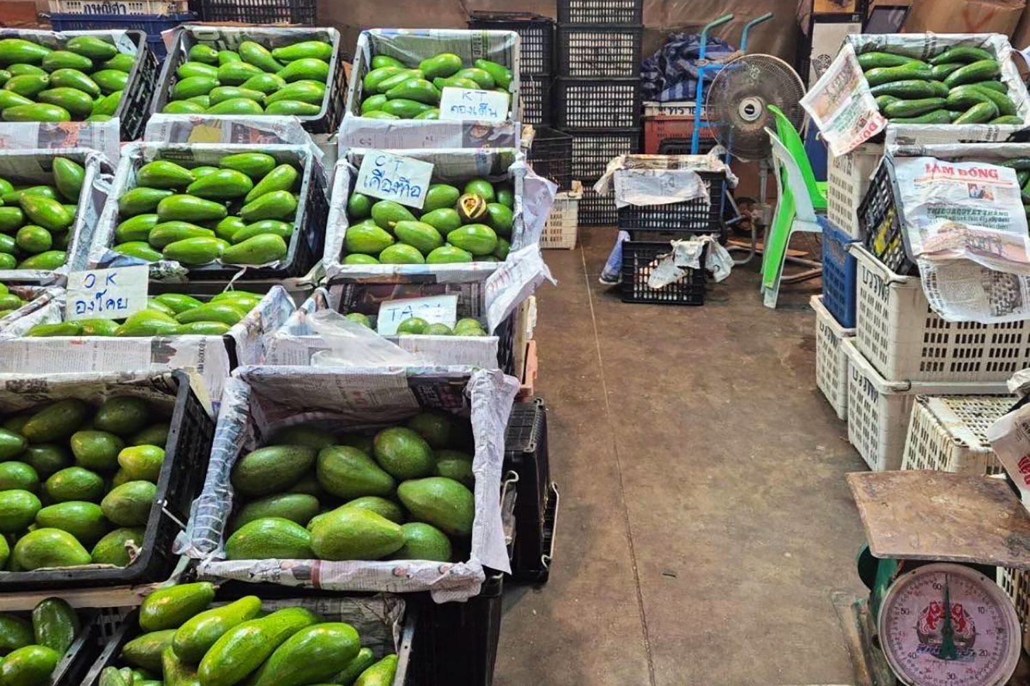 Контрабандные авокадо, заявленные как "манго", изъяты в Талад Тай