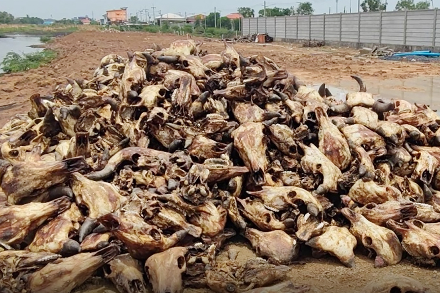 Коровьи головы, сваленные в кучу на обочинах дорог, вызывают опасения по поводу здоровья