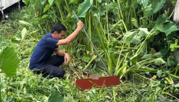 Мать разыскивали после того, как варан был обнаружен поедающим тело младенца