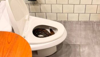 Мужчина нашел огромную змею, свернувшуюся кольцами в бангкокском унитазе