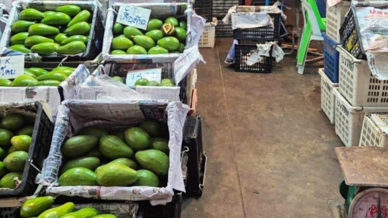 На рынке Патхумтхани в Таиланде изъято 11 тонн контрабандных авокадо